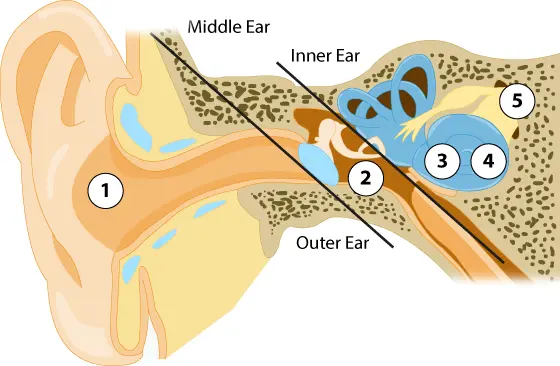 a graphic showing how the ear works. 